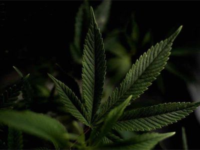CBD a THC | Różnice